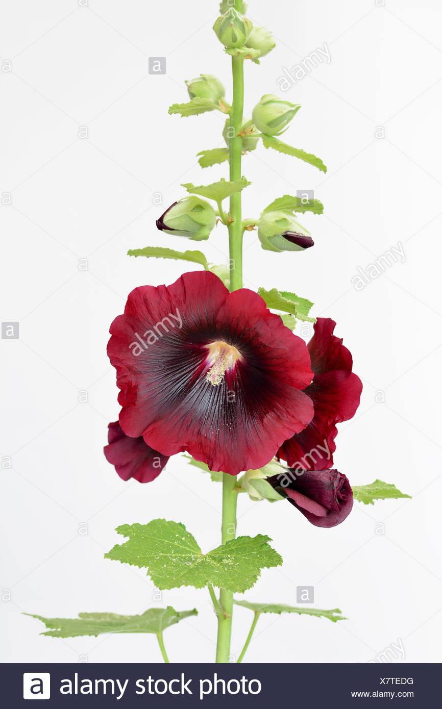 Hollyhock Alcea Alcea Rosea Cultivar Althaea Rosea Beauty In Nature Biennial Colour Contemporary Cottage Garden Plant Creative Cut Out Flower Summer Flowering Frost Hardy Plant Stamen Studio Shot Sustainable Plant Red White