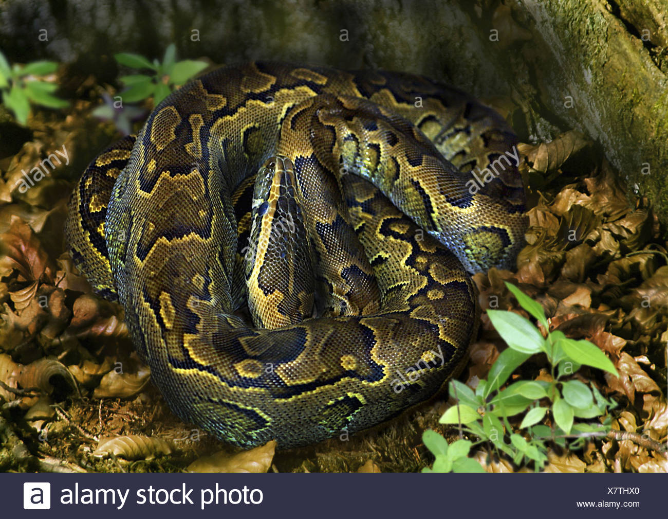 Python Molurus High Resolution Stock Photography and Images - Alamy