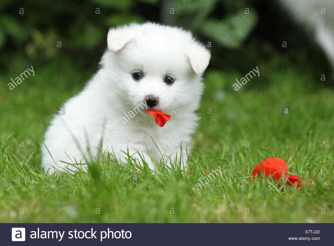 German Spitz Puppy Stock Photo Alamy German Spitz Puppy Stock Photo Alamy