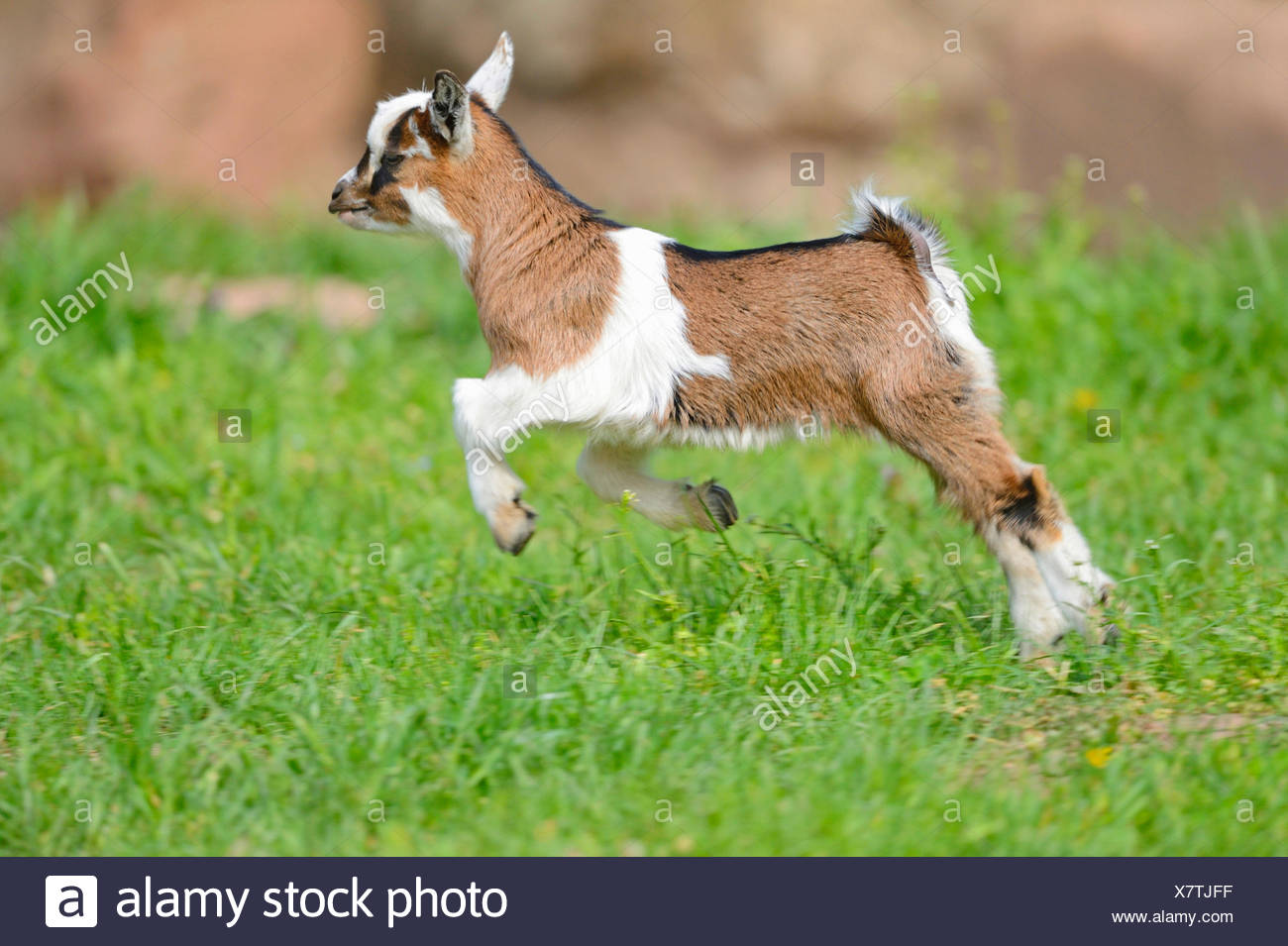Baby Goat Jumping High Resolution Stock Photography and Images Alamy