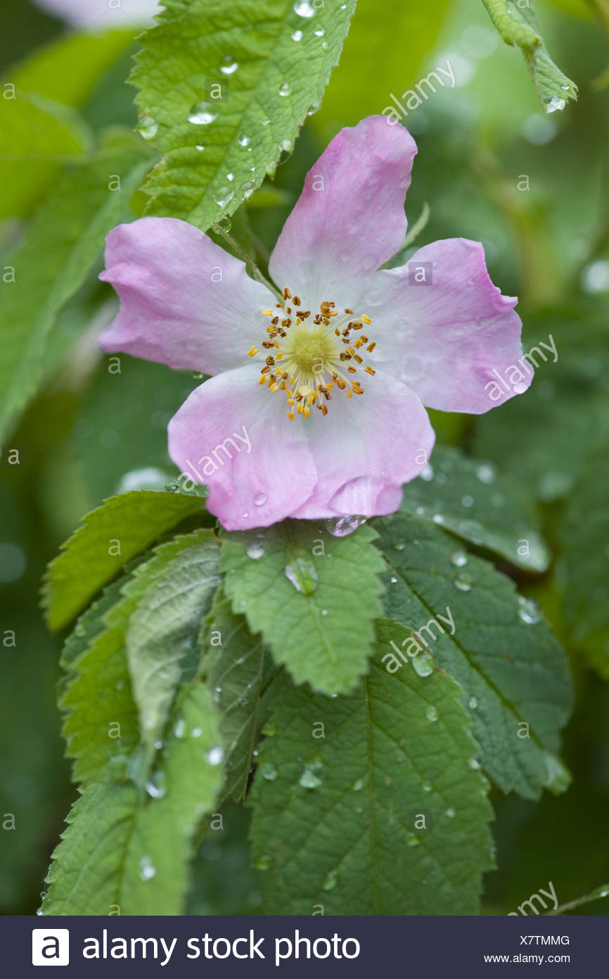 Rose Apple Plant Stock Photos & Rose Apple Plant Stock Images Alamy