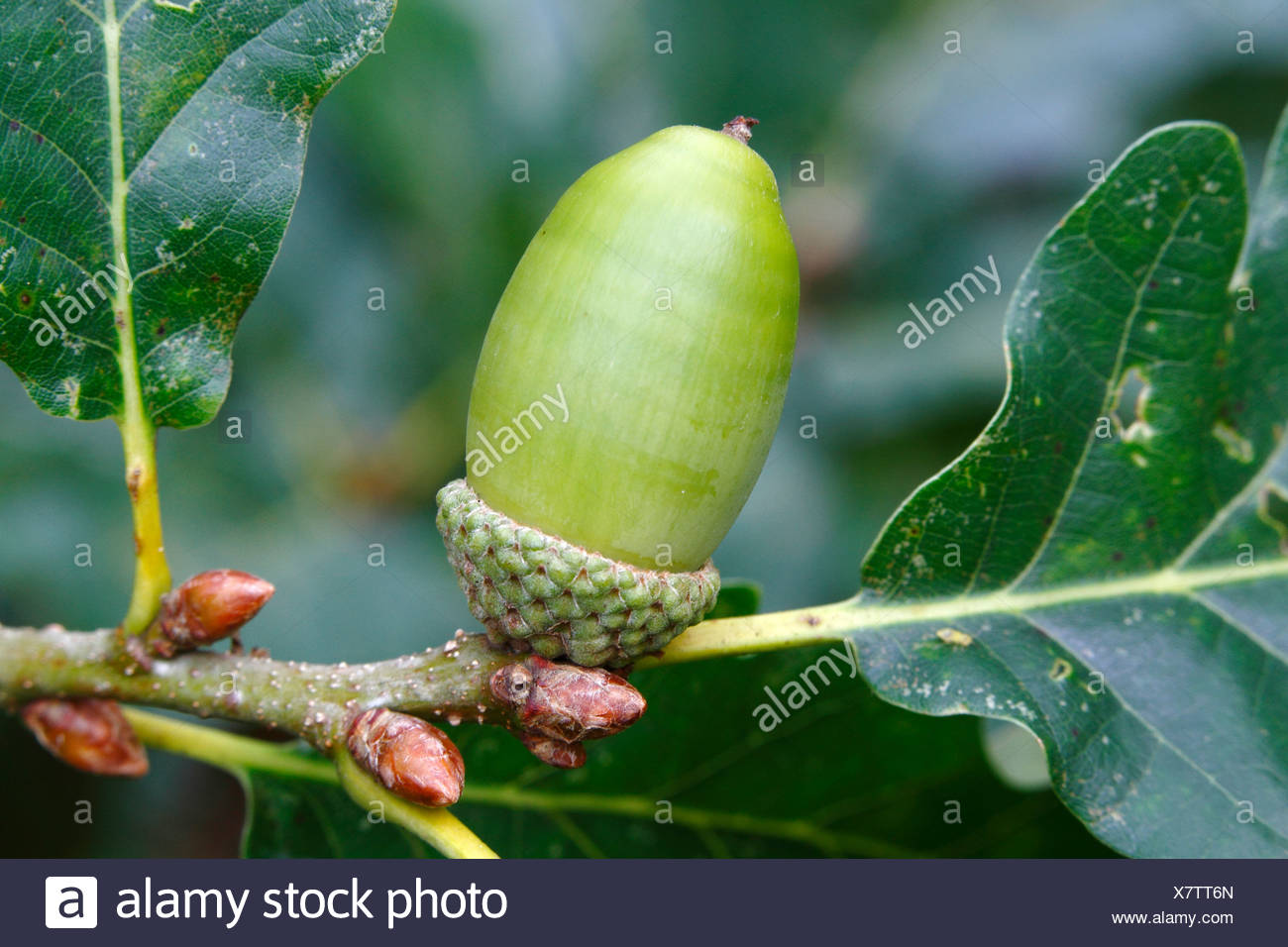 sessile-oak-quercus-petraea-high-resolution-stock-photography-and