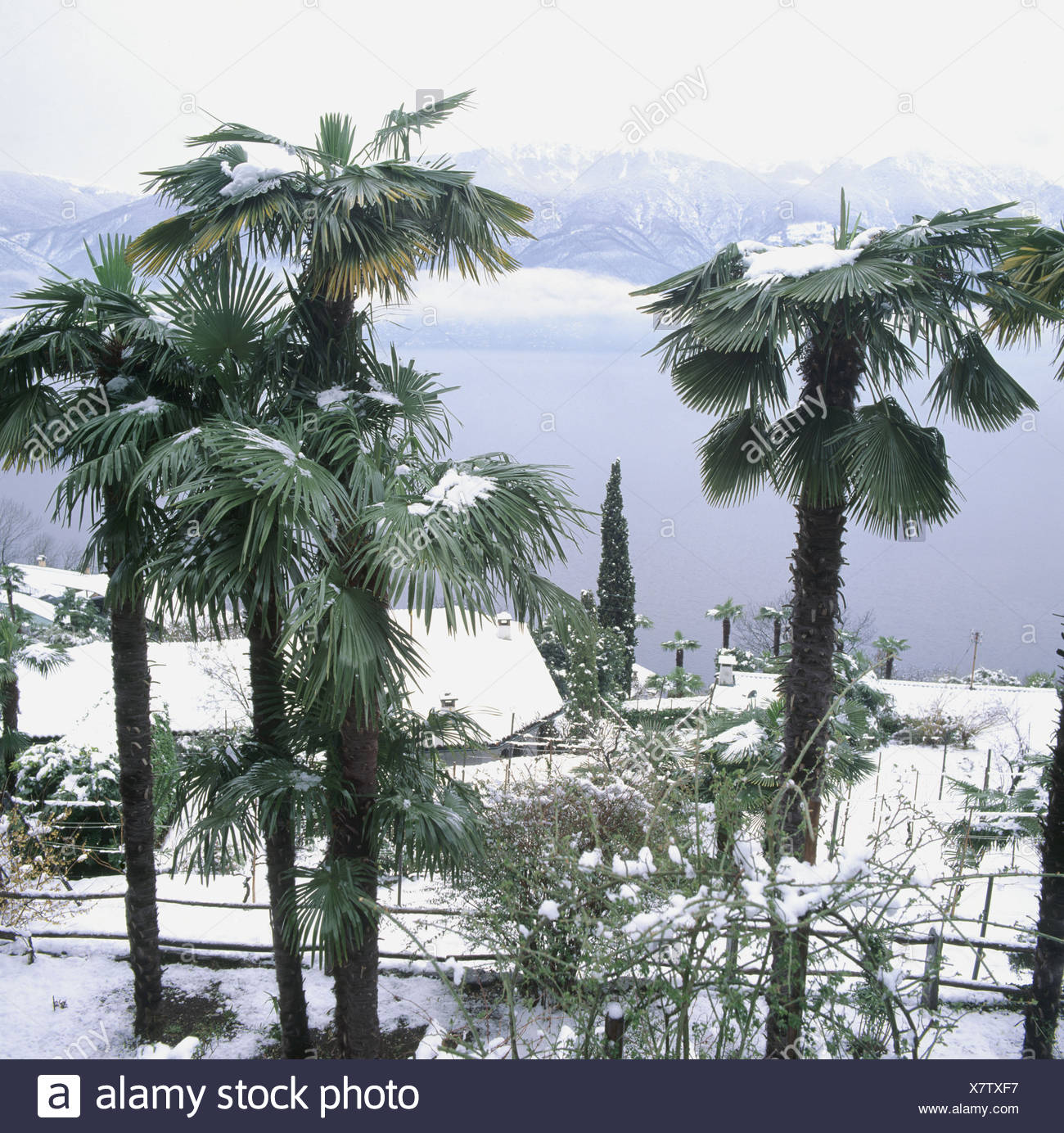 Ascona Lago Maggiore Lake Sea Palms Ronco Snow Switzerland Europe Ticino Winter Stock Photo Alamy