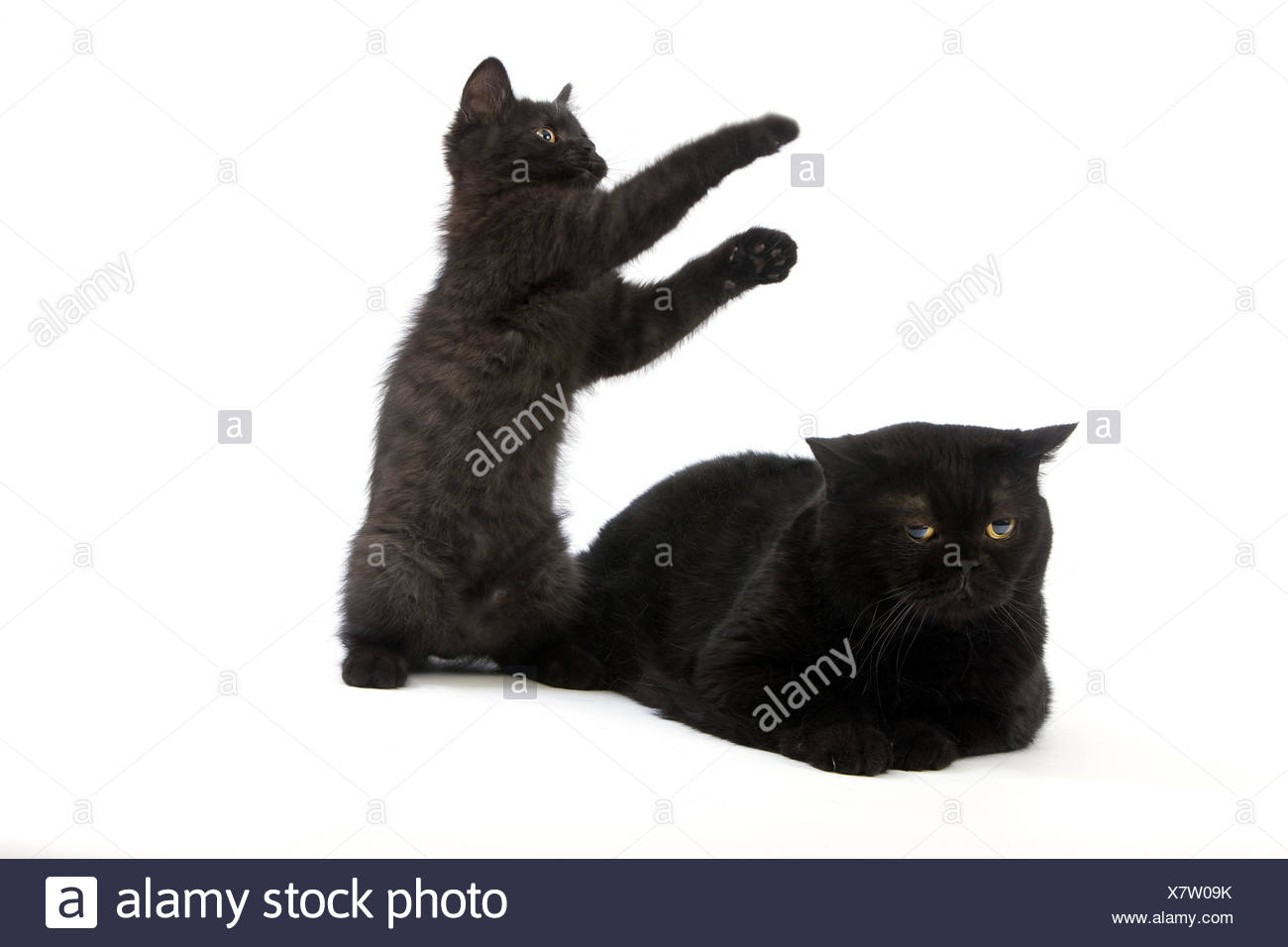 Black British Short Hair Cat Mother Animal Kitten White Background