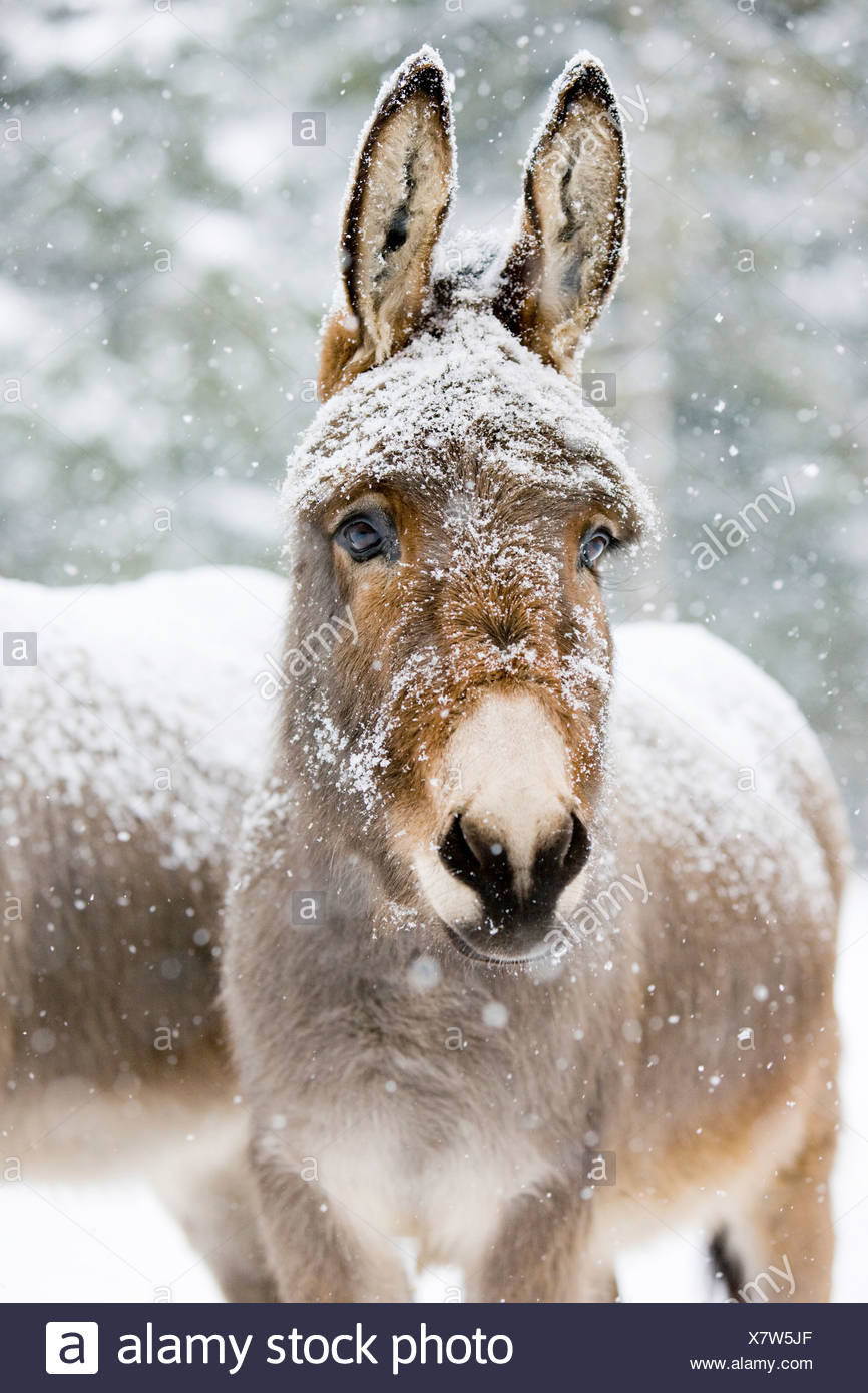 Donkeys Snow Stock Photos & Donkeys Snow Stock Images Alamy