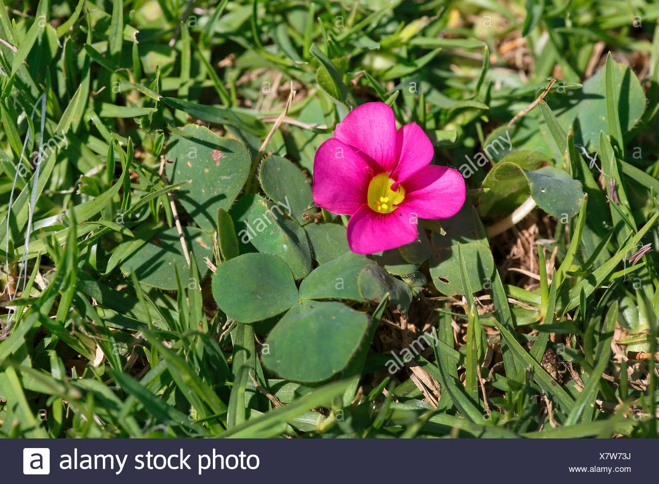 Purple Woodsorrel Oxalis Purpurea Flowering South Africa Western Cape Stock Photo Alamy
