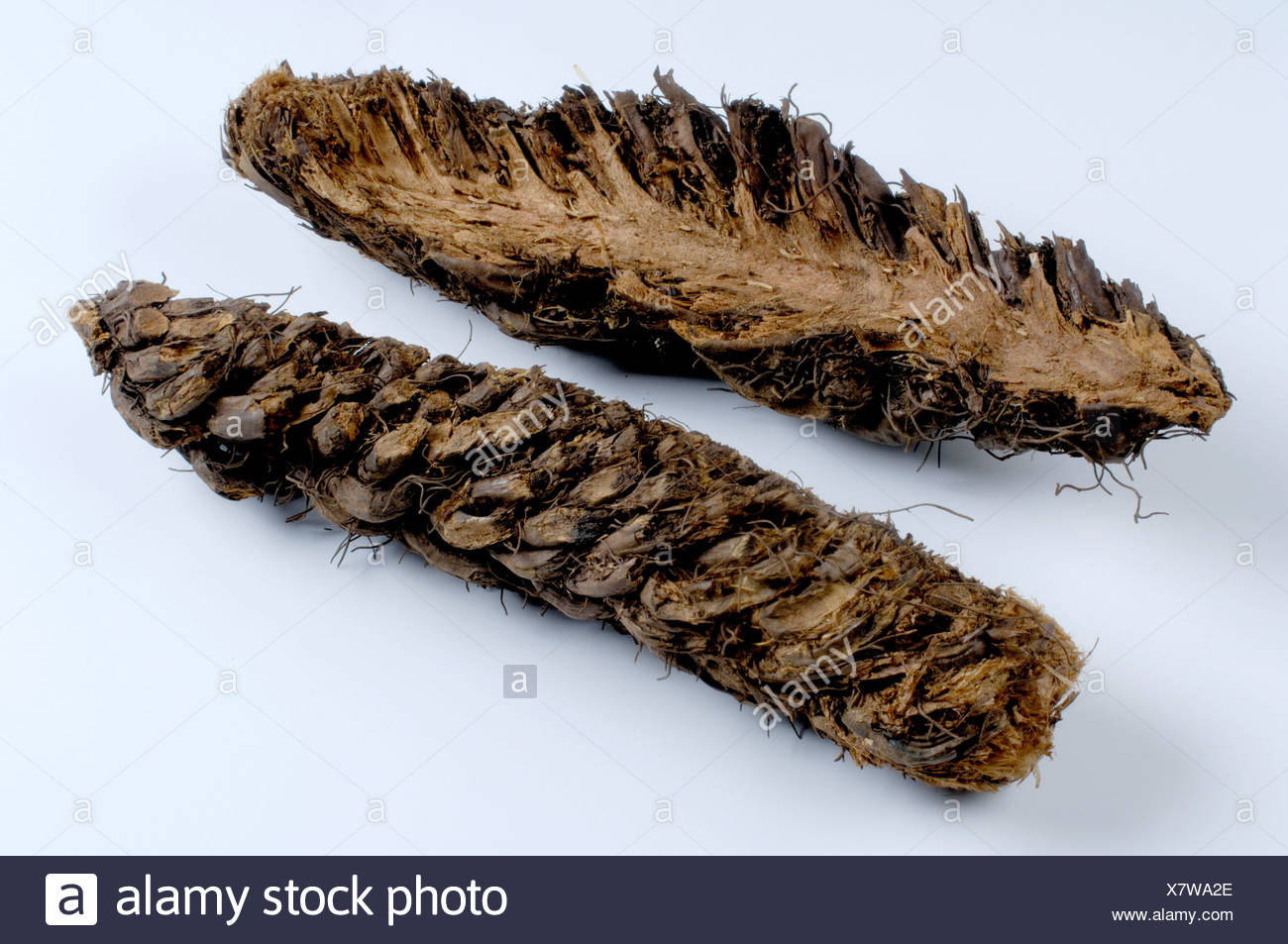 Fern Root Stock Photos & Fern Root Stock Images Alamy