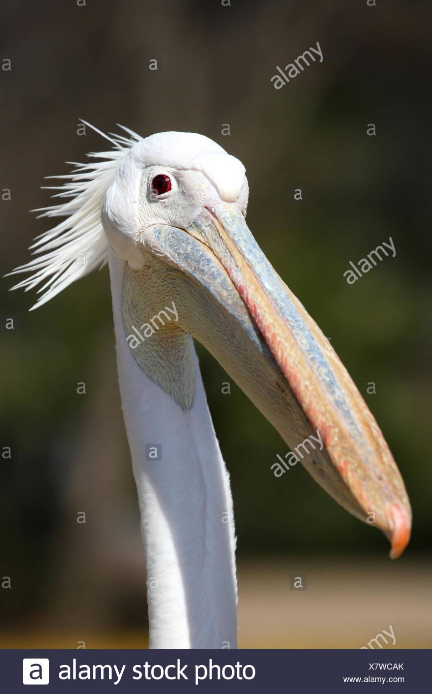 Pelican Bird Funny Face Stock Photo Alamy