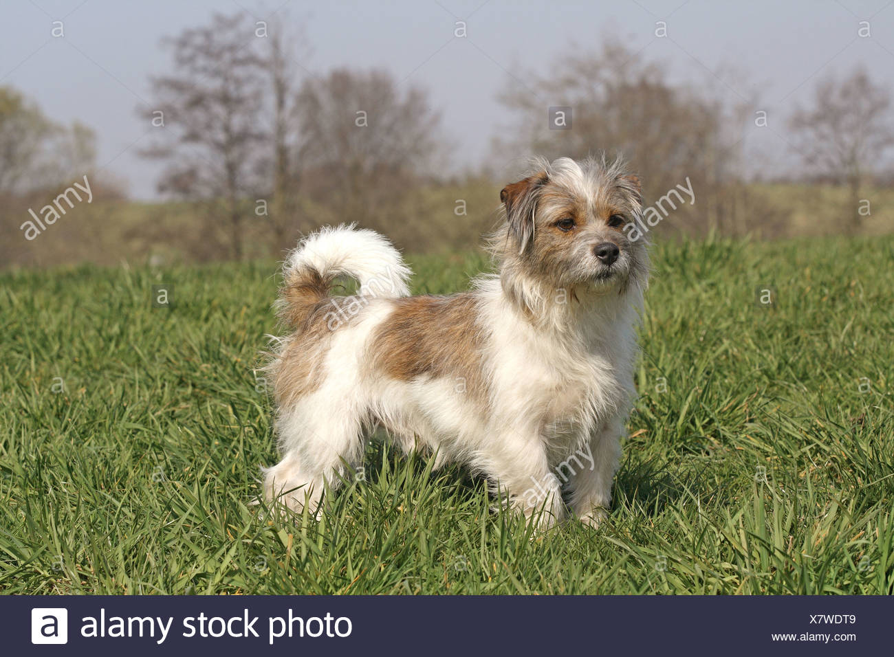 jack russell x shih tzu for sale