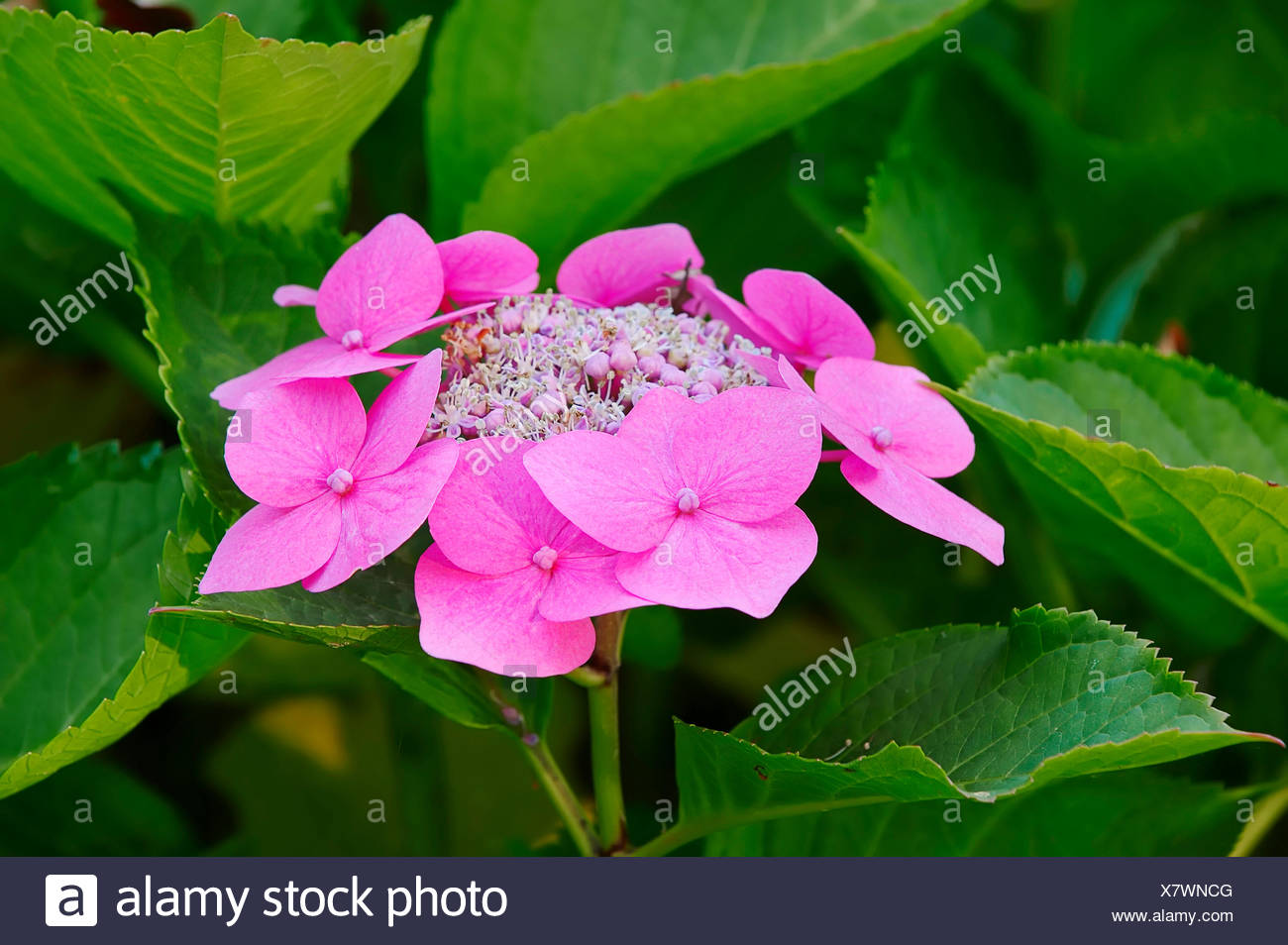 How To Make Hydrangeas Last Forever Solo Lisa