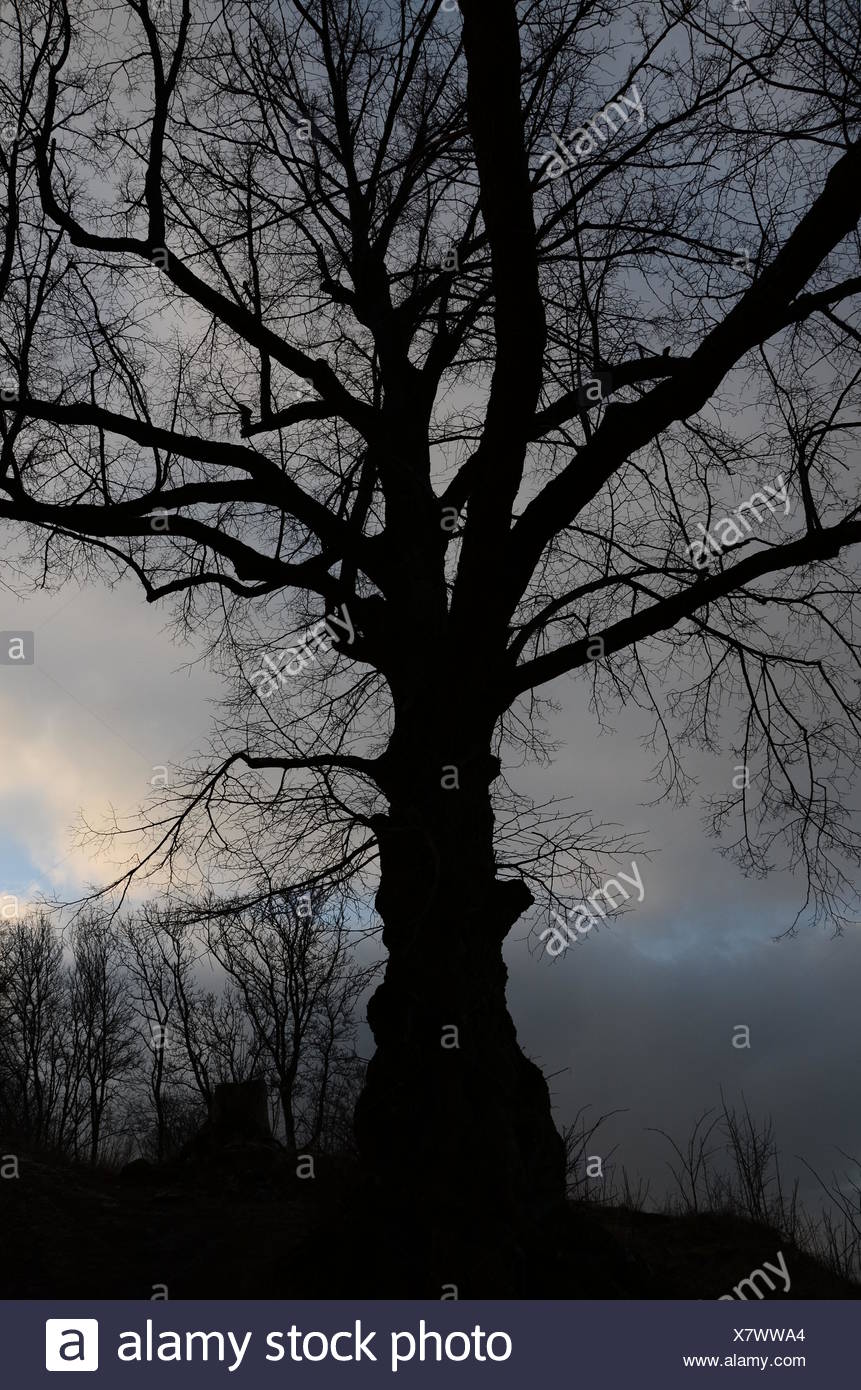 Beech Tree Silhouette High Resolution Stock Photography and Images - Alamy