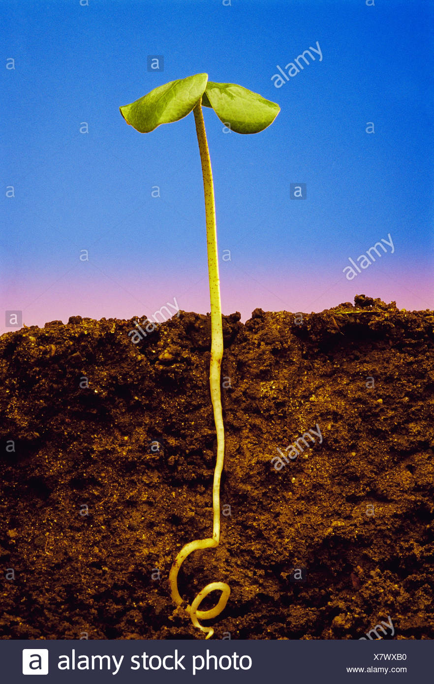 Tap Root High Resolution Stock Photography and Images Alamy