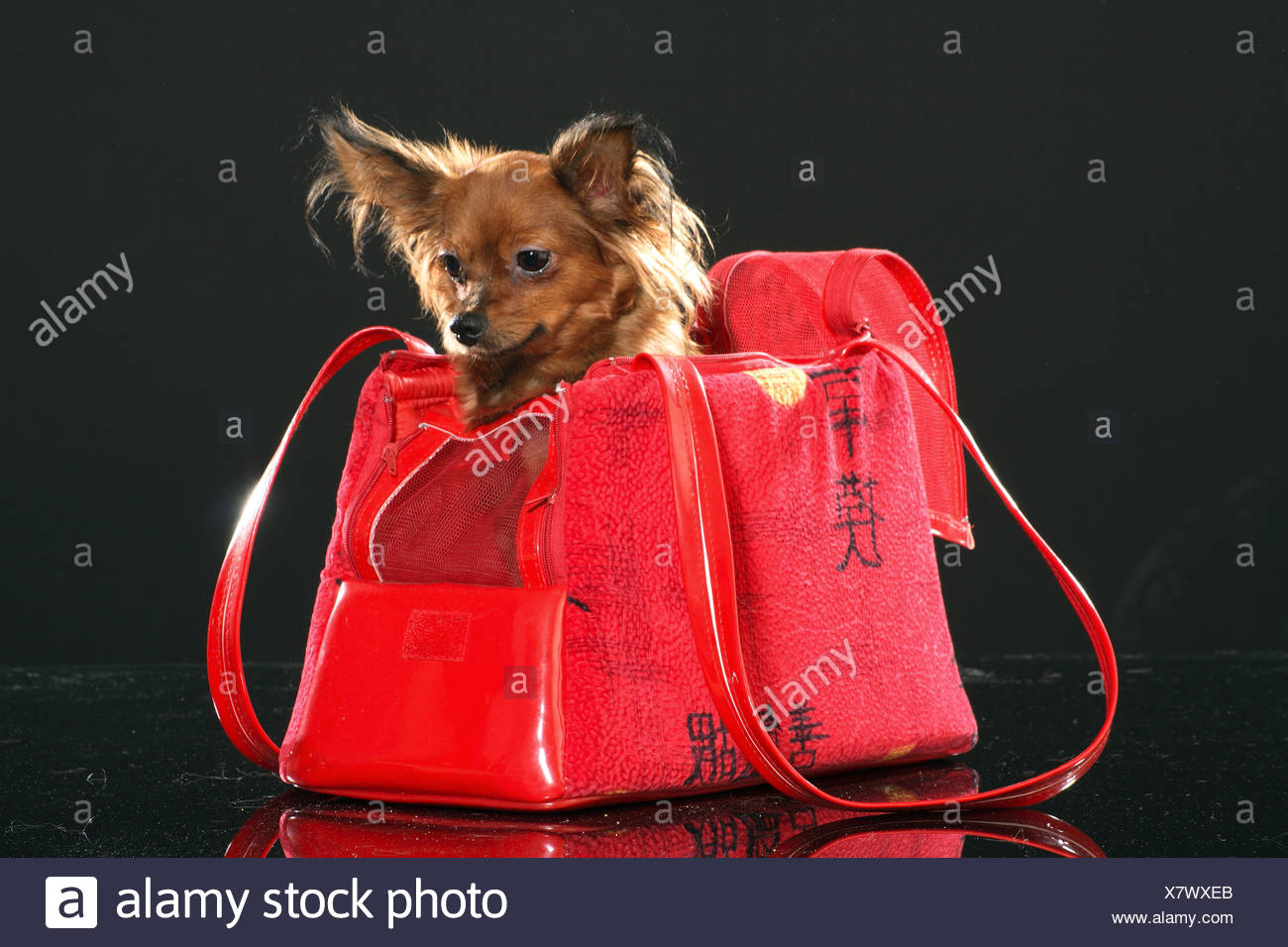 toy dog in a bag