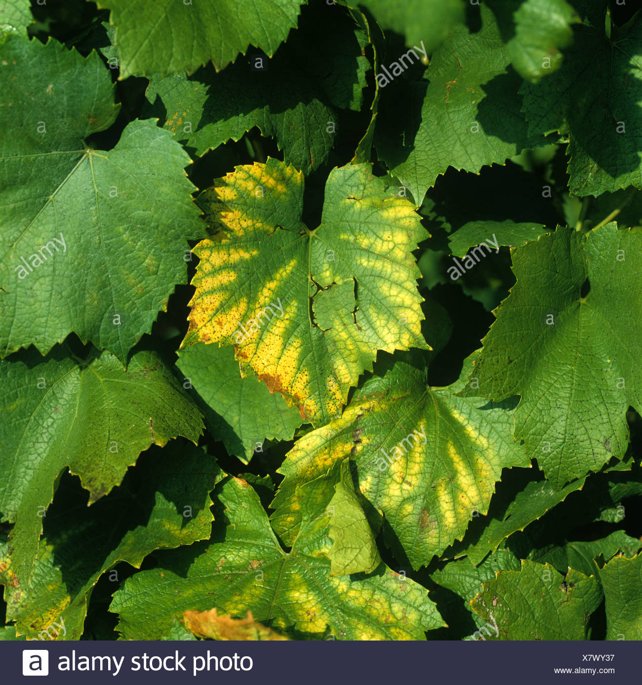 Magnesium Deficiency Leaves High Resolution Stock Photography and