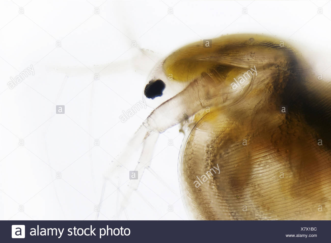 Daphnia Stock Photos & Daphnia Stock Images - Alamy