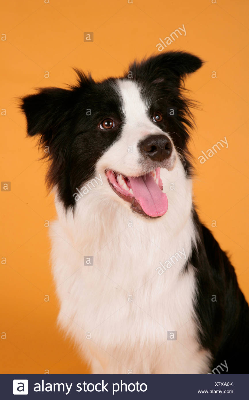 Border Collie Portrait Black And White Adult Studio Picture
