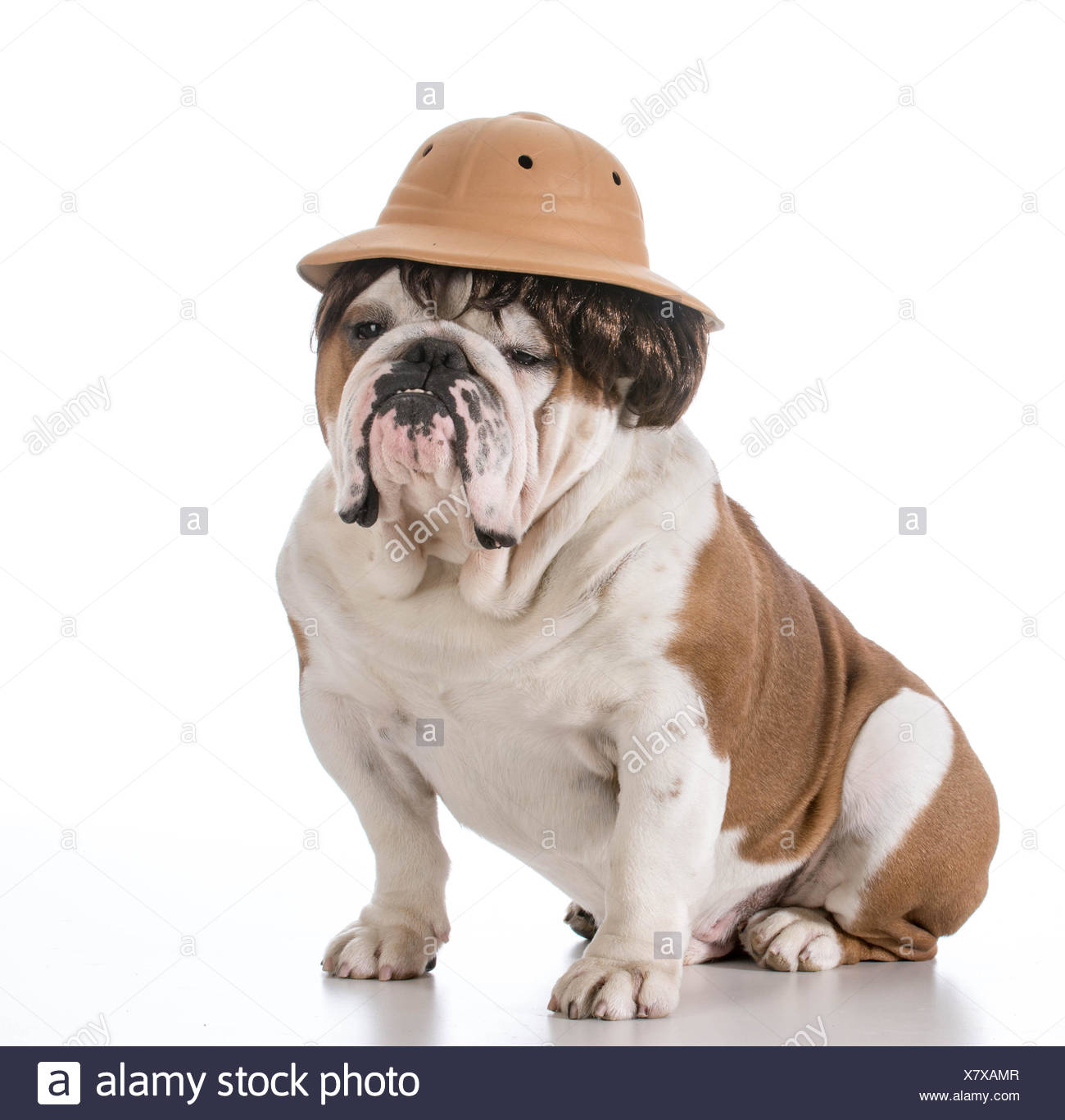 dog safari hat
