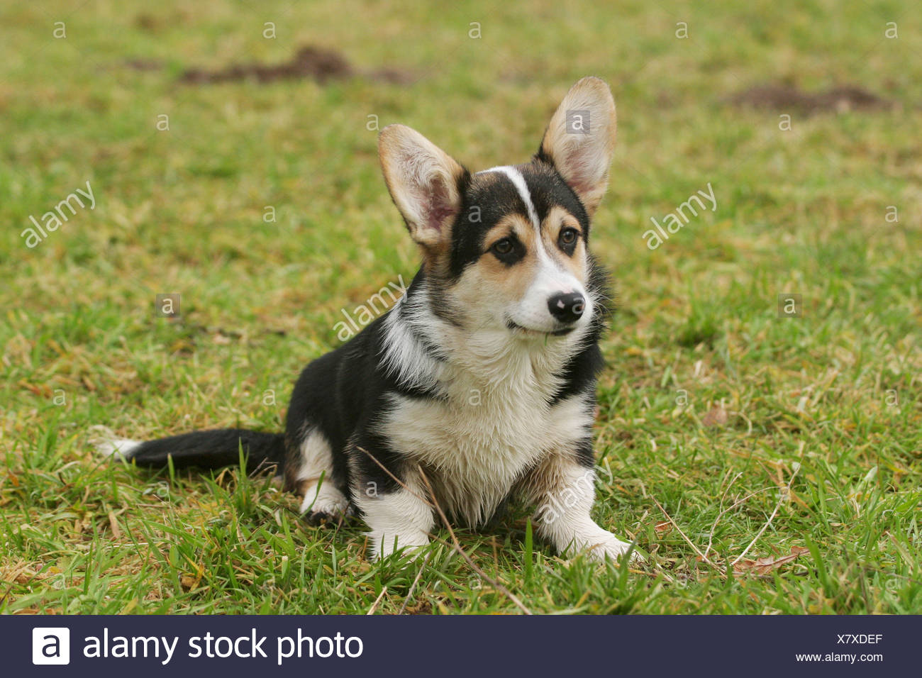 Sitzender Sitting Welsh Corgi Pembroke Stock Photo 280249831