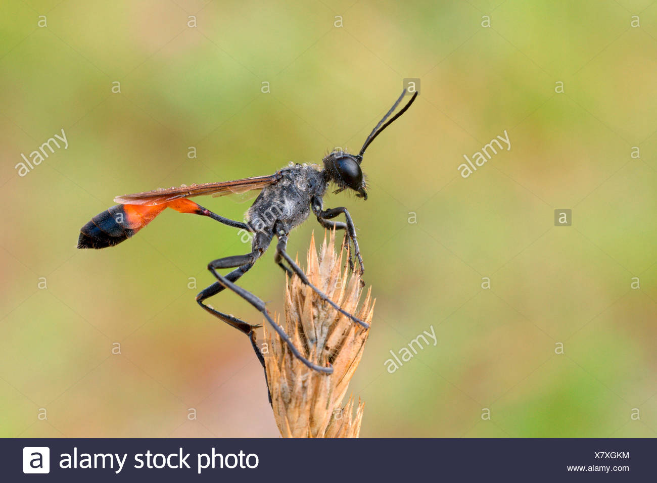 Lac Insect High Resolution Stock Photography And Images Alamy Lac Insect High Resolution Stock Photography And Images Alamy