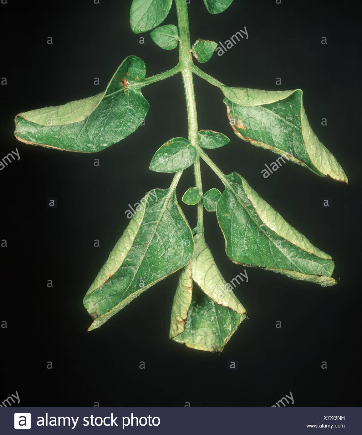 Potato Leaf Roll Virus Symptoms High Resolution Stock Photography and