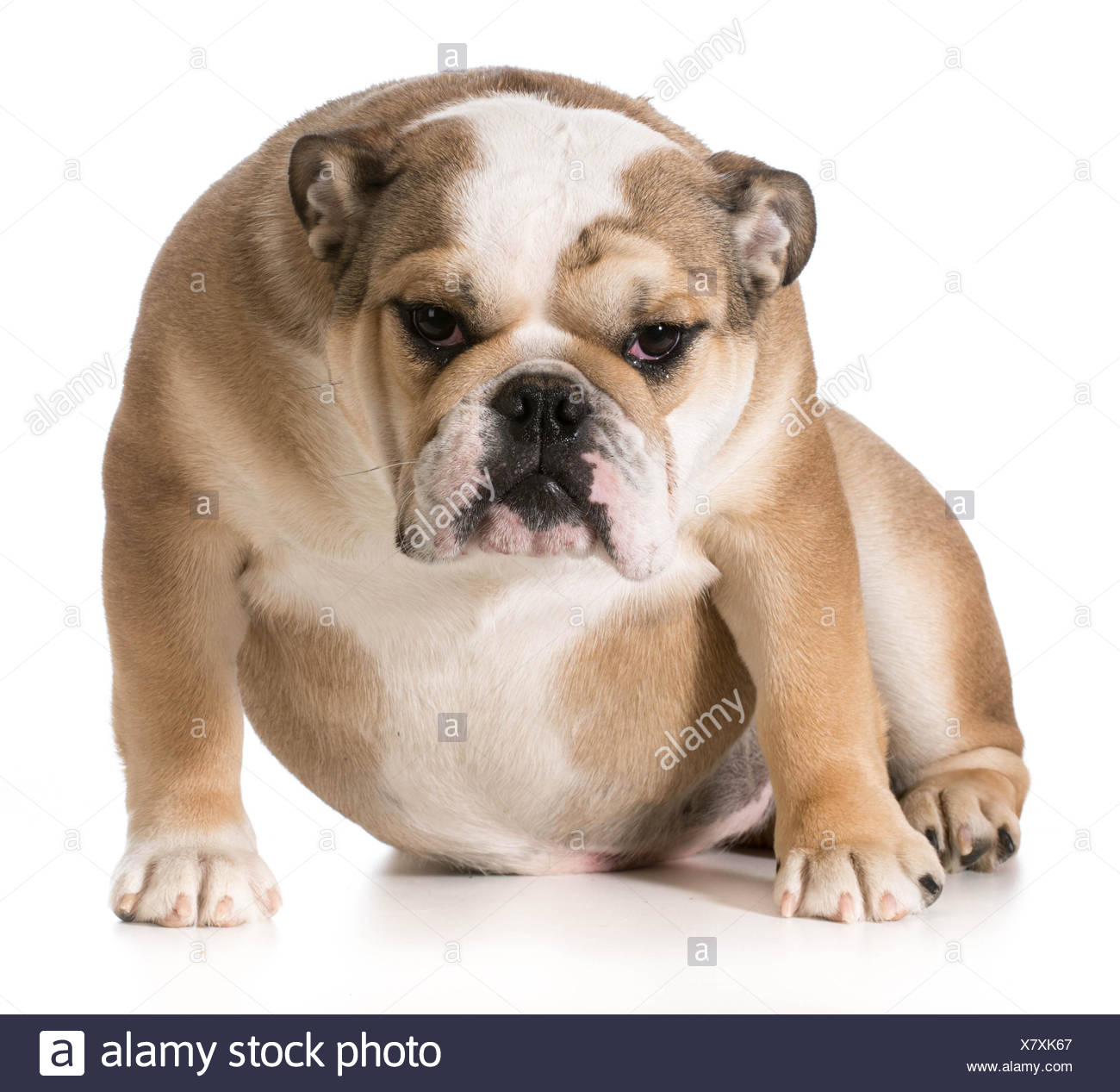 8 month english bulldog