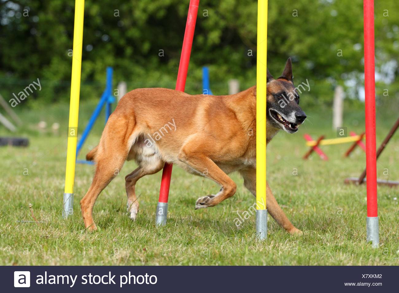 malinois agility training