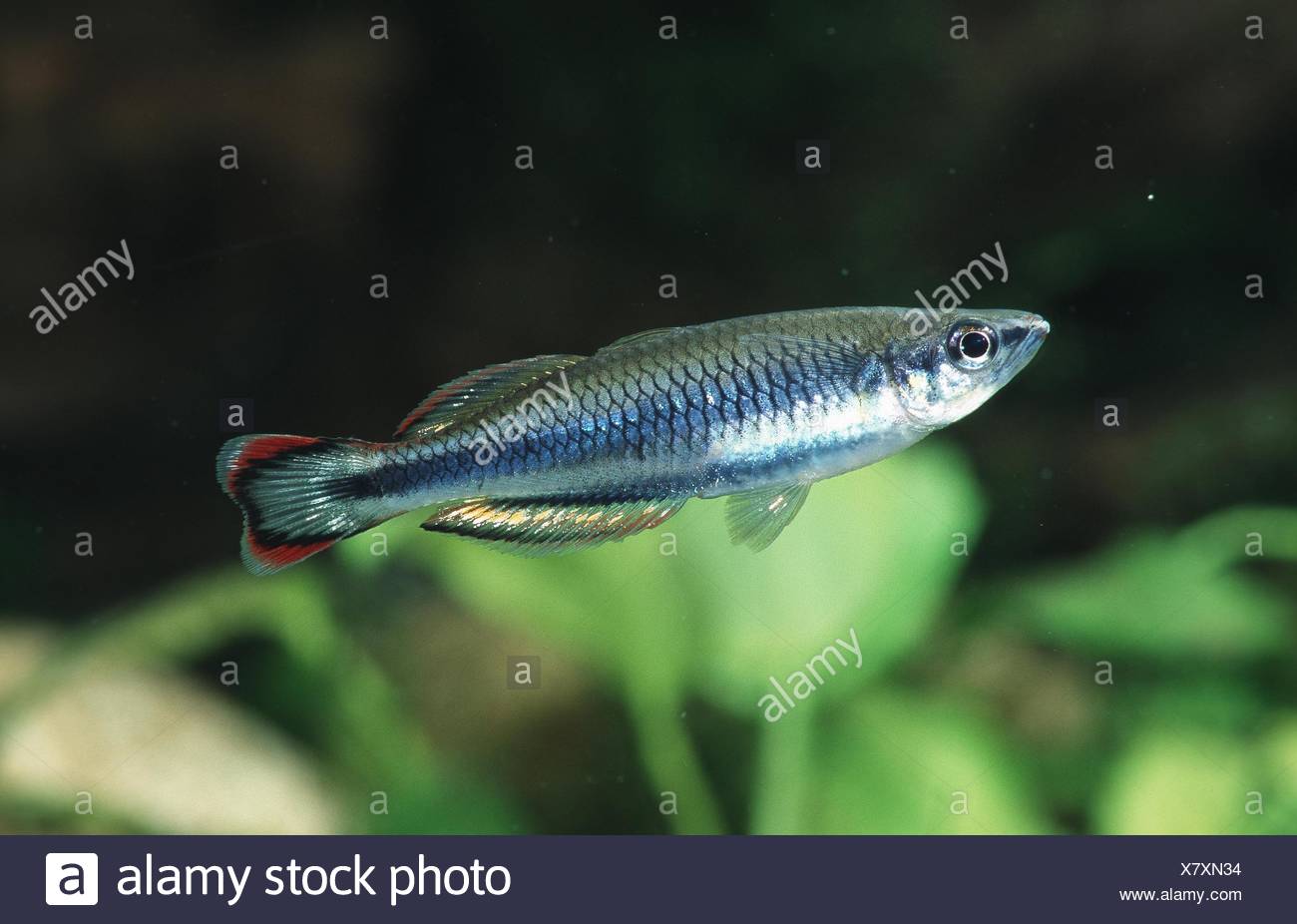 Madagascar Rainbowfish High Resolution Stock Photography and Images - Alamy