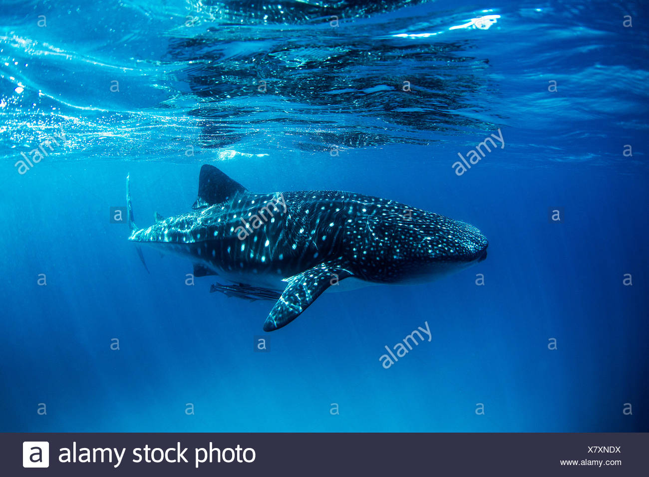 Whale shark with remoras swimming in ocean Stock Photo
