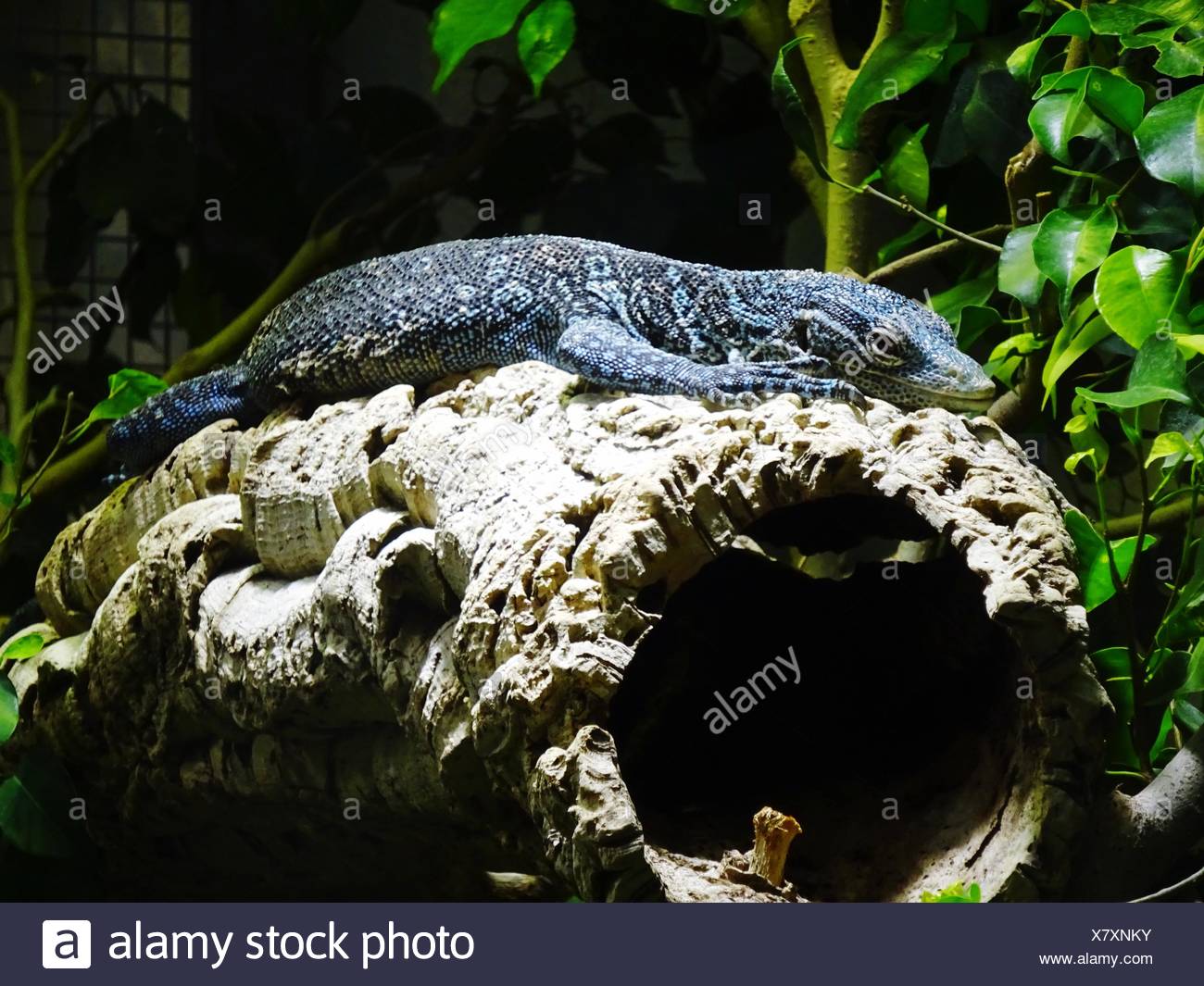 Blue Lizard On Wood In Zurich Zoologischer Garten Stock Photo