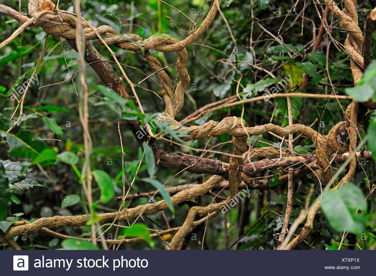 Creepers In Tropical Rainforest High Resolution Stock Photography and