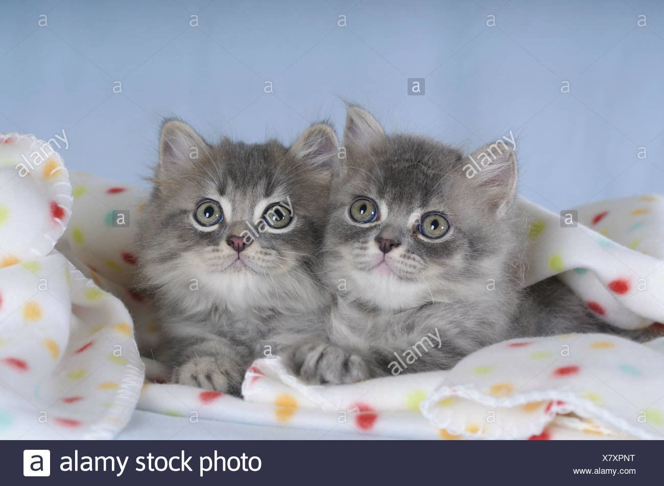 Kittens Cuddling Stock Photos Kittens Cuddling Stock Images Alamy