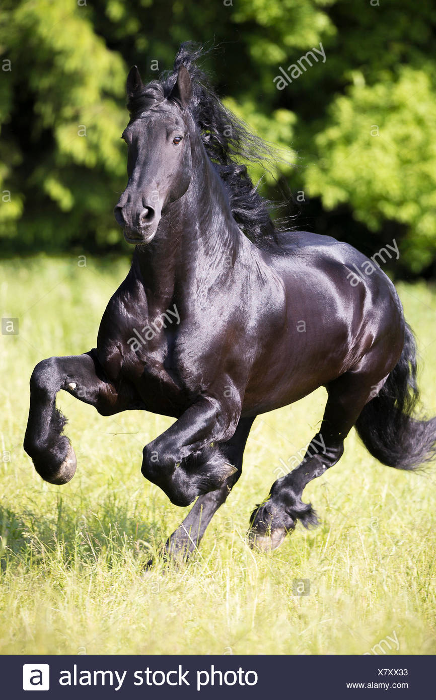 Friesian Horse High Resolution Stock Photography and Images - Alamy