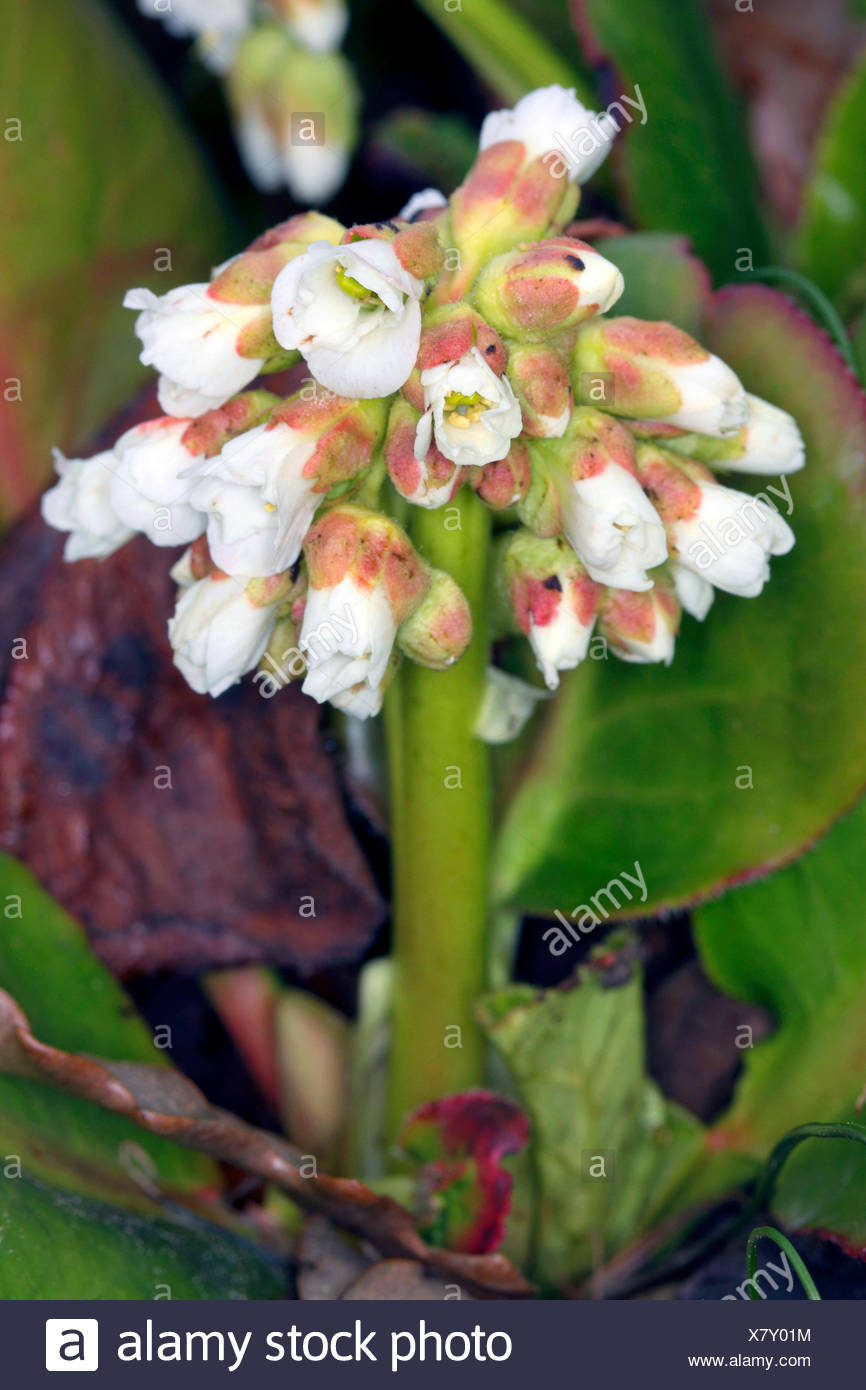Bergenia Bergenia Ciliata Bergenia Ciliata Ligulata Inflorescence Stock Photo Alamy