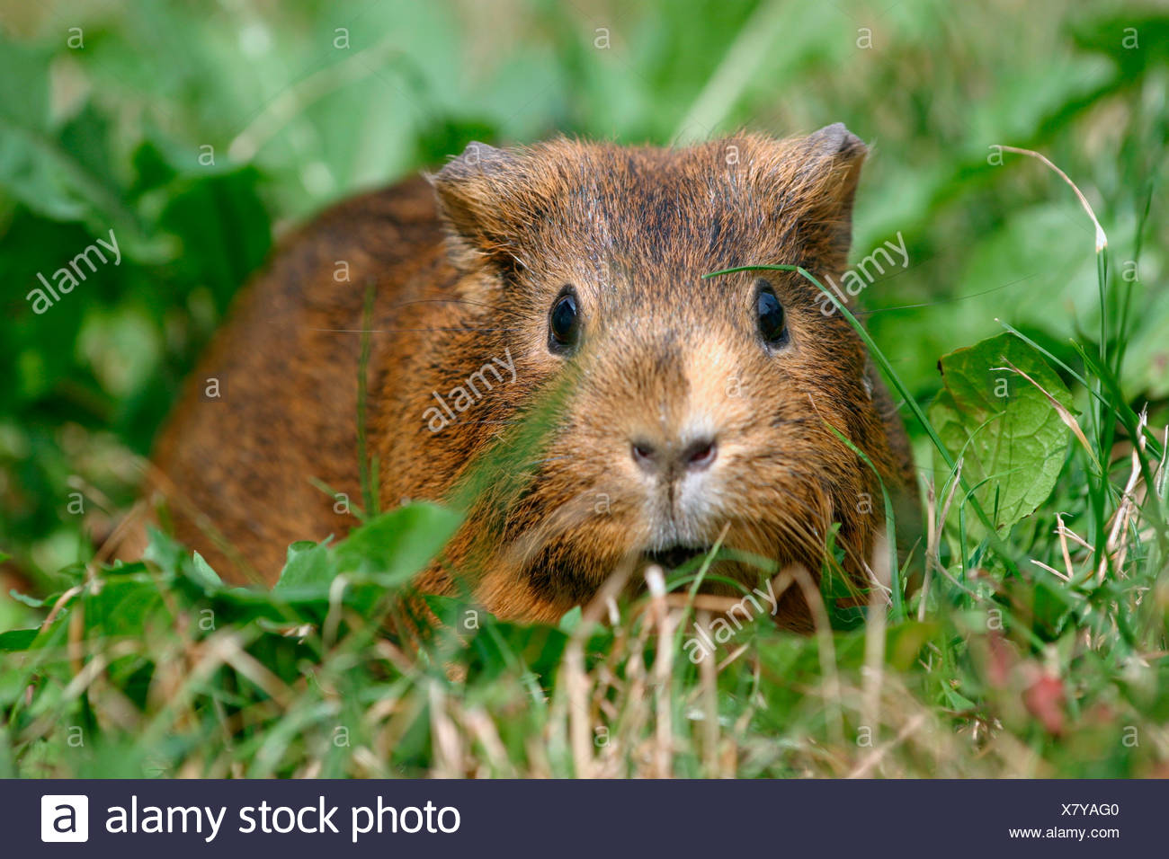 Meerschweinchen Guinea Pig Stock Photo Alamy