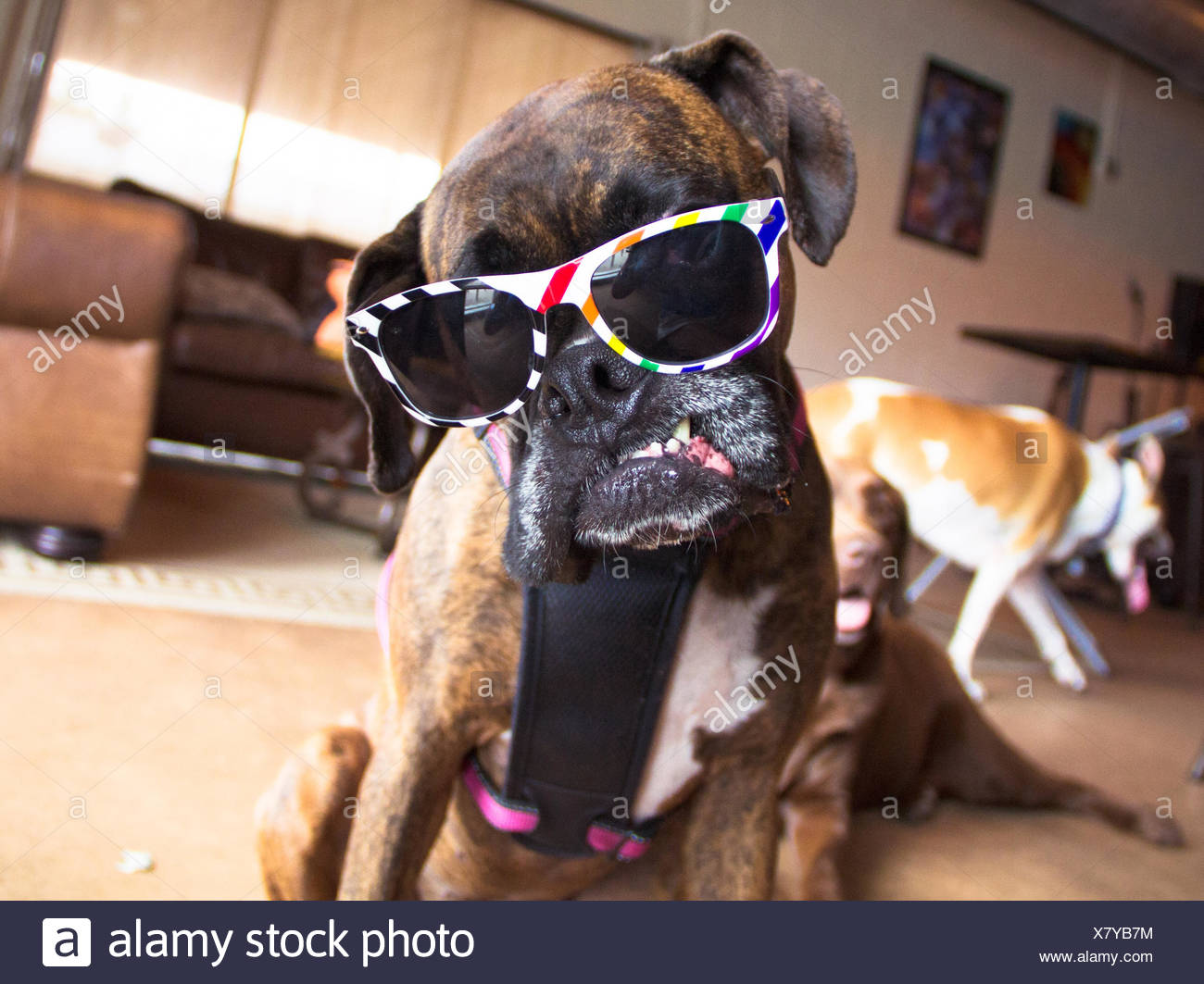 boxer dog sunglasses
