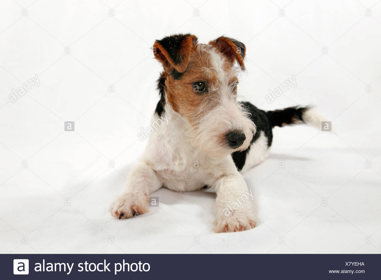 Foxterrier Welpe Foxterrier Puppy Stock Photo 280272646 Alamy