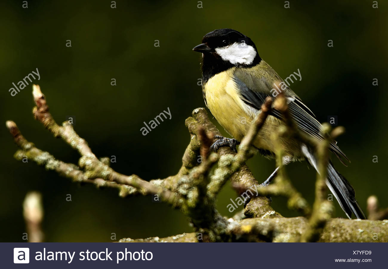 macro close-up macro admission close up view tree garden bird fauna birds apple Stock Photo