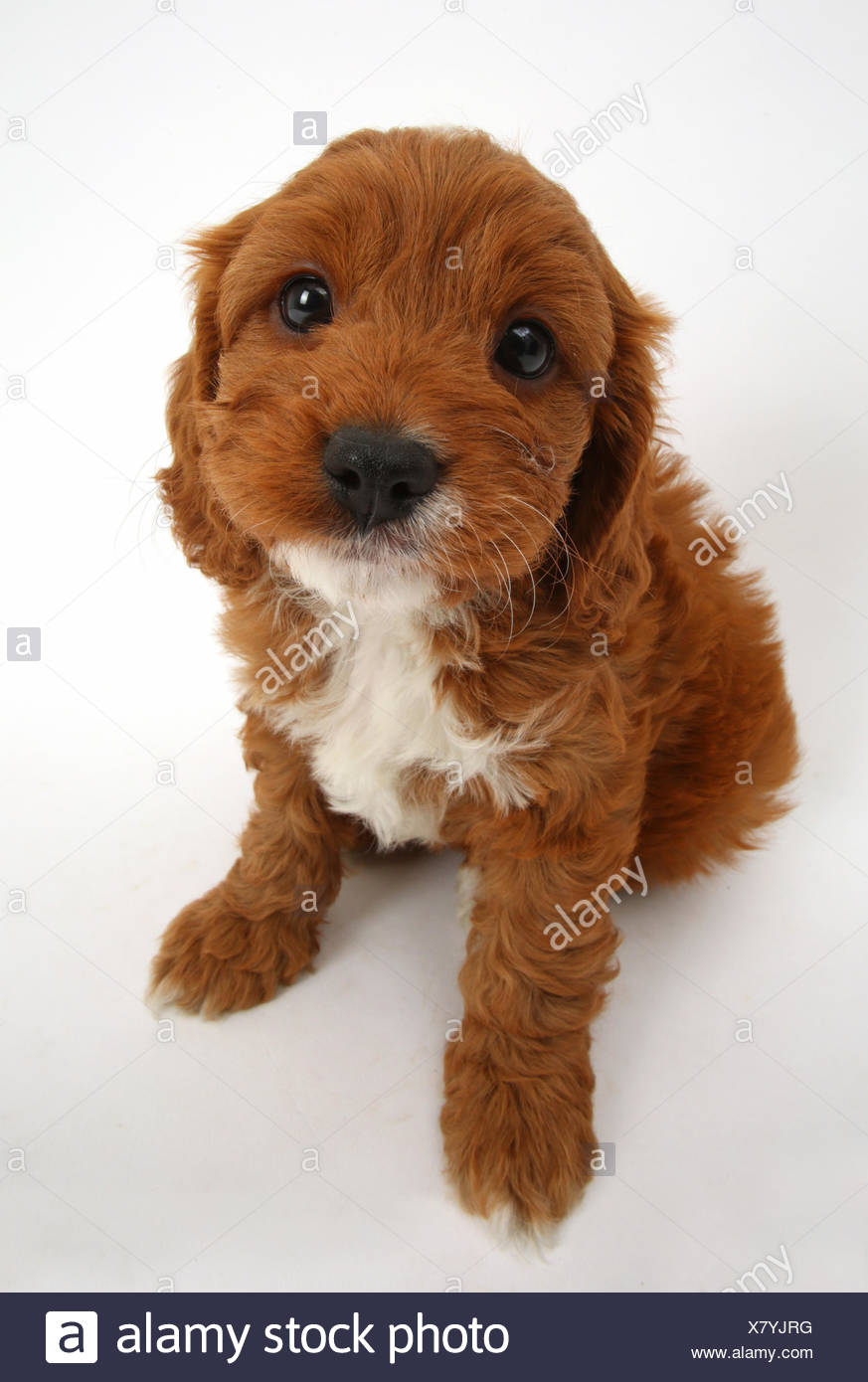 Cavalier King Charles Spaniel X Poodle High Resolution Stock Photography And Images Alamy