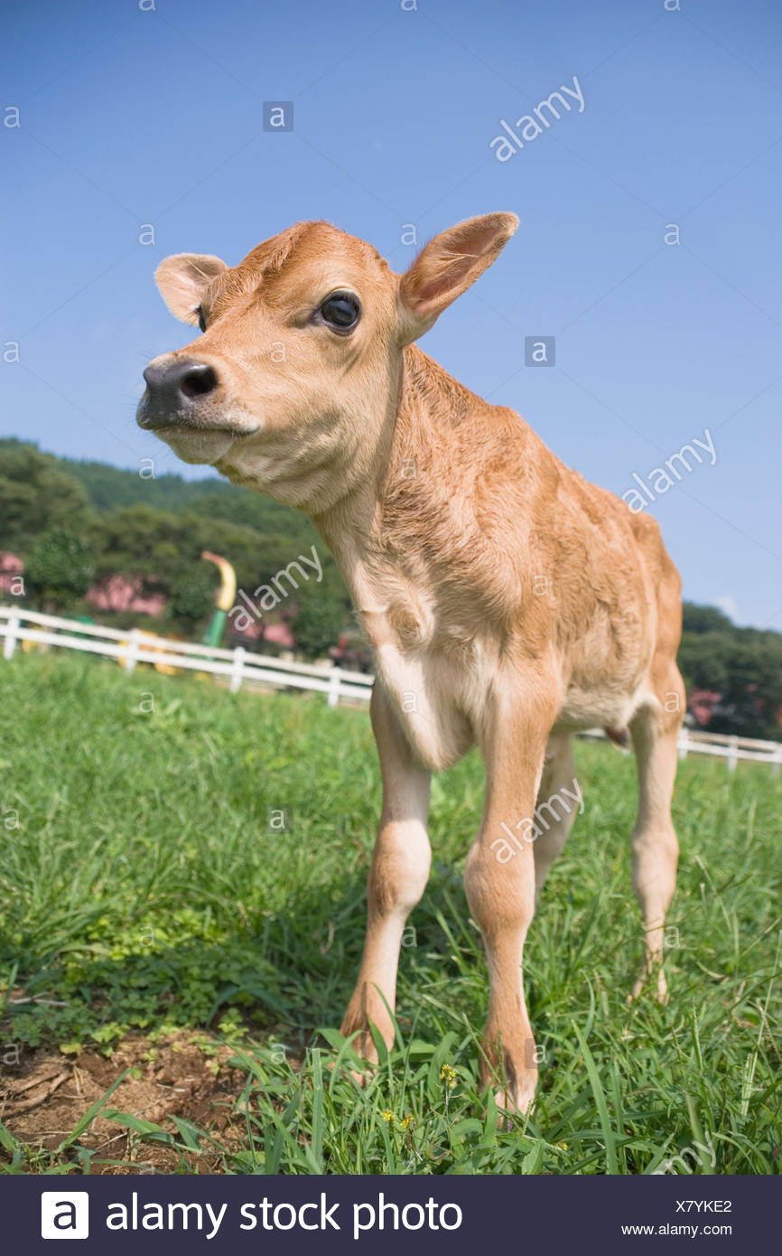 Cow Calf Stock Photos & Cow Calf Stock Images Alamy