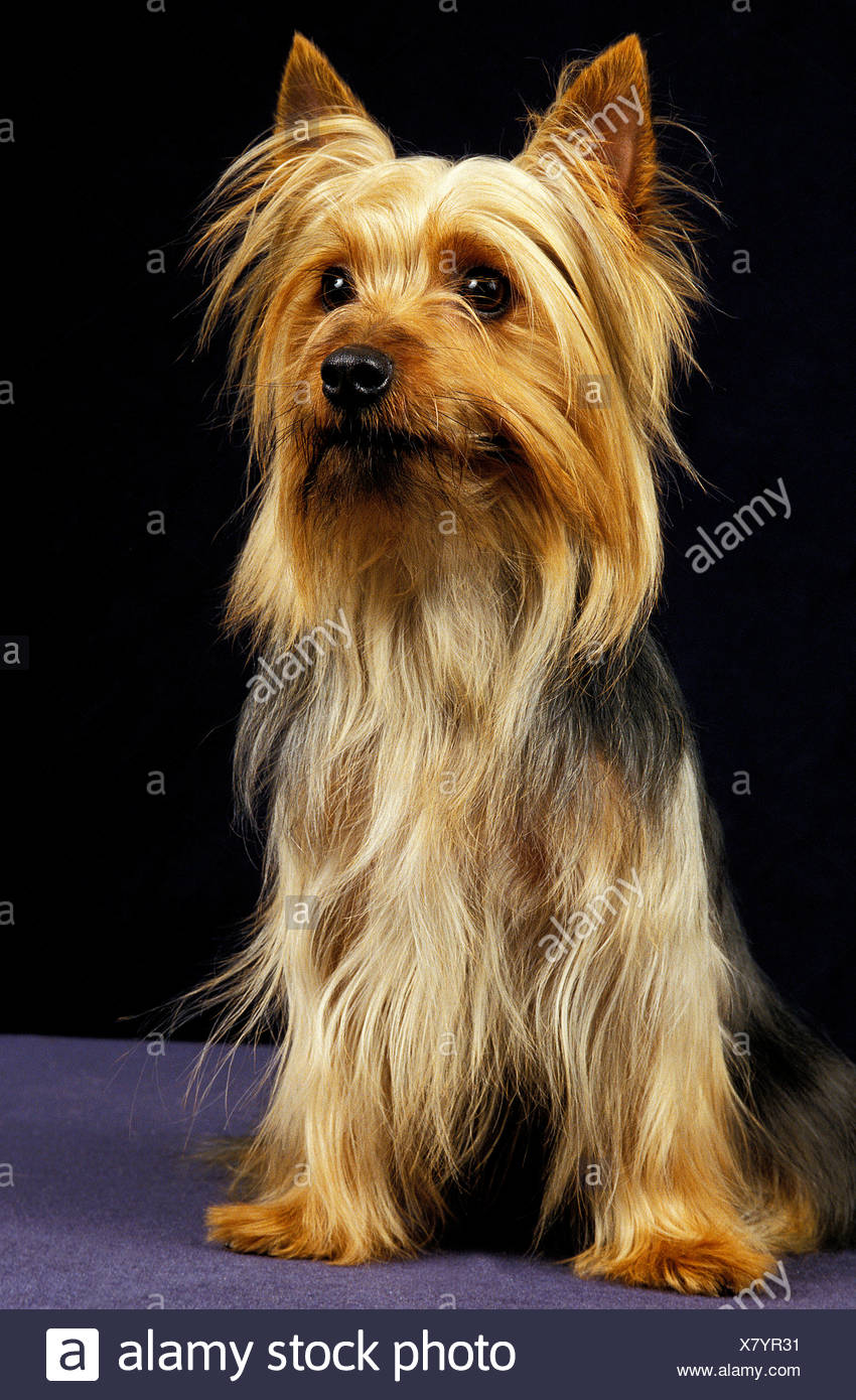 black silky terrier