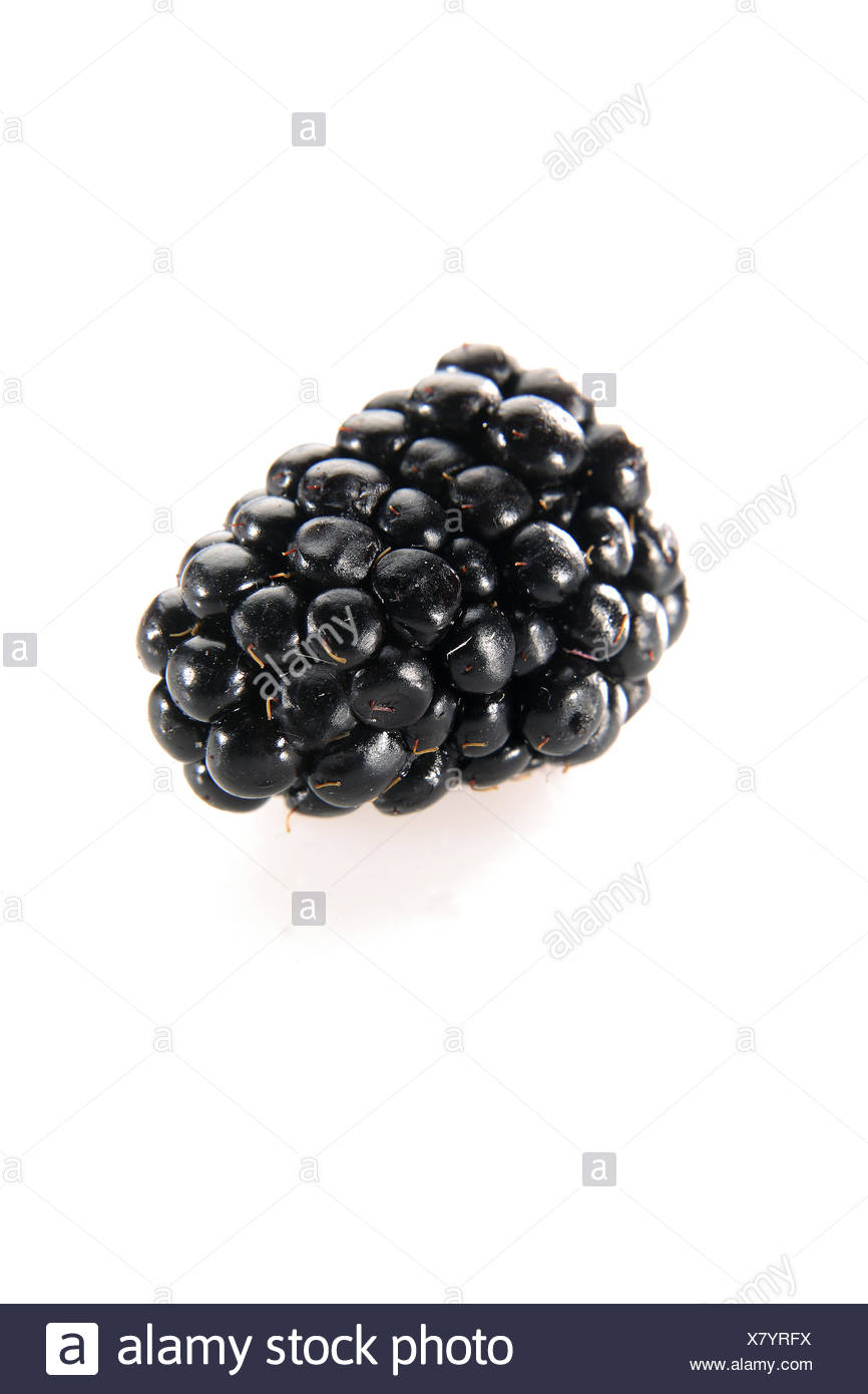 Brombeeren Brombeere Rosengewaechse Rubus Strauchfrucht