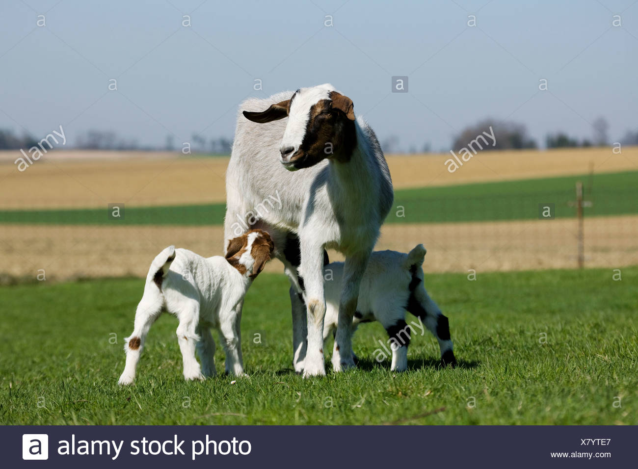 Goat Family High Resolution Stock Photography and Images Alamy