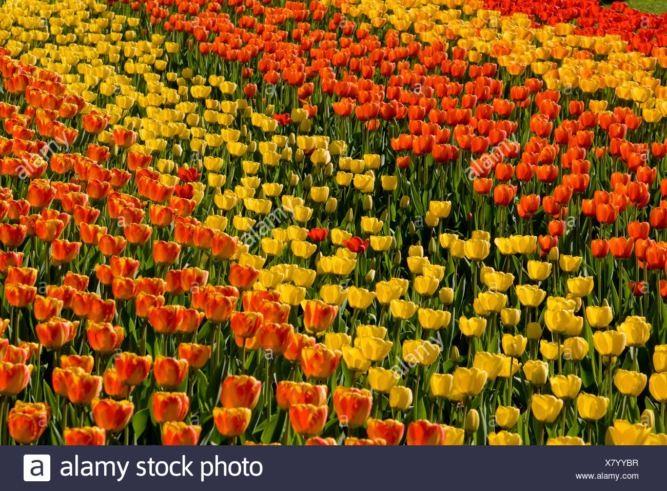 Garten tulipan 2021 britzer Britzer Garten