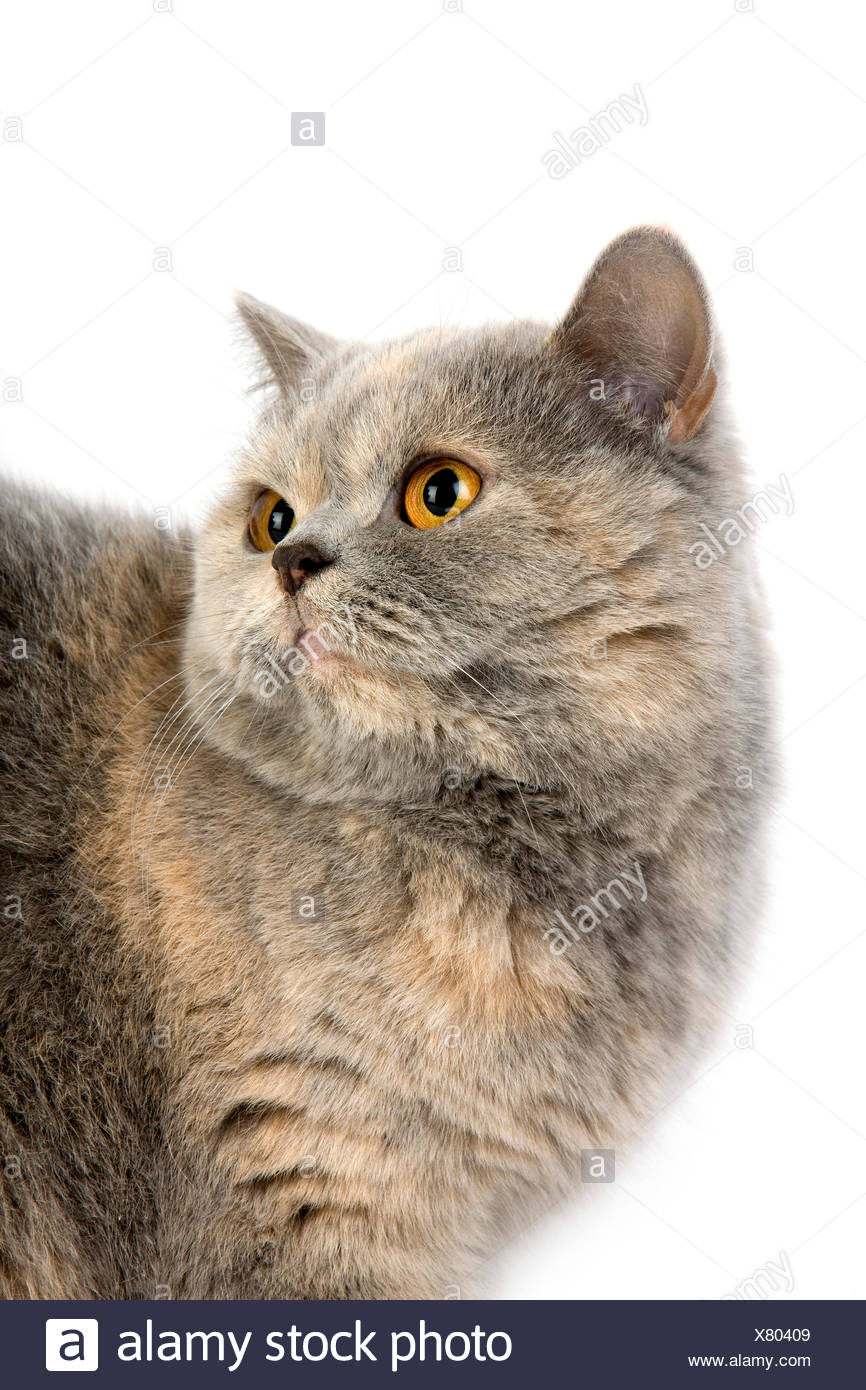 Blue Cream British Shorthair Cat Female Adult Against White