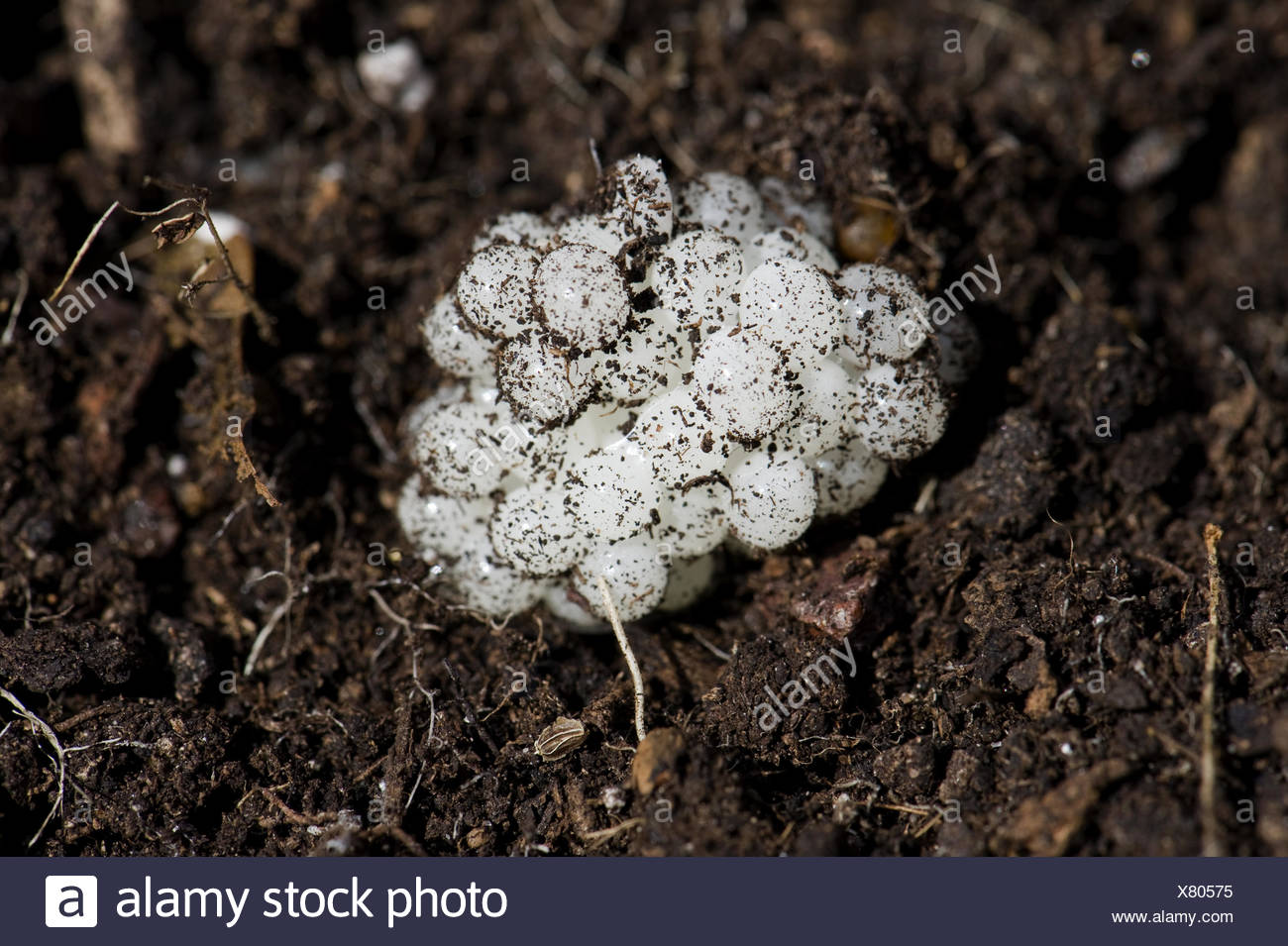 Eggs In Soil High Resolution Stock Photography And Images Alamy