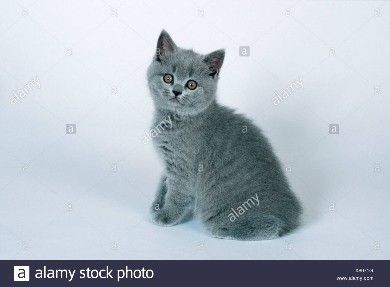 Persian Cat Stock Photo 280288668 Alamy