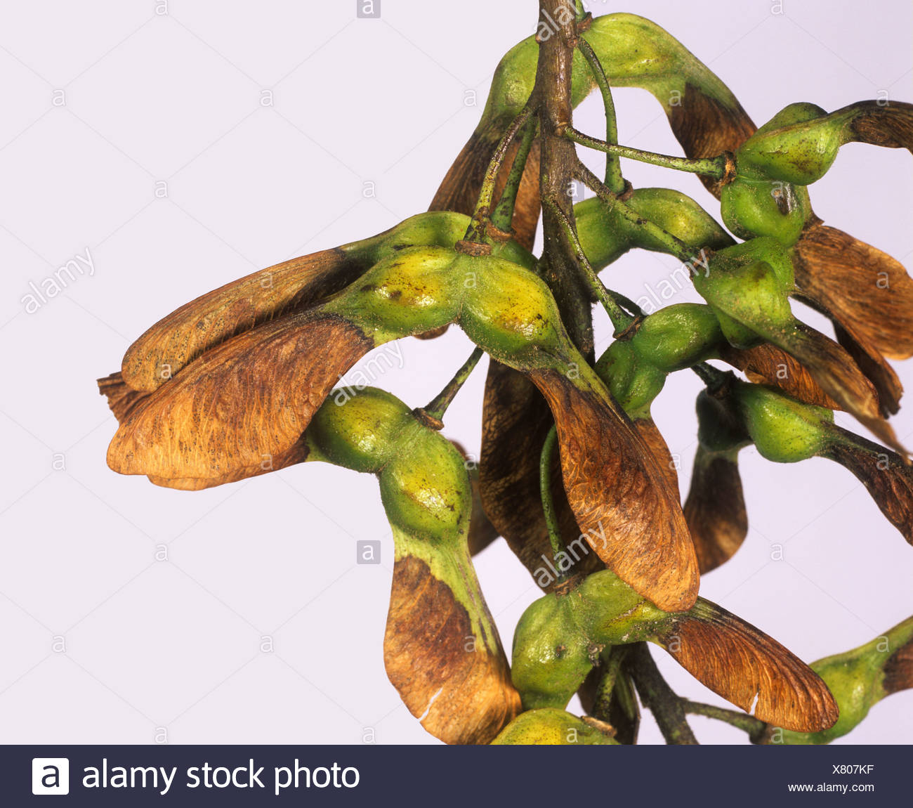 Sycamore Seed High Resolution Stock Photography and Images Alamy