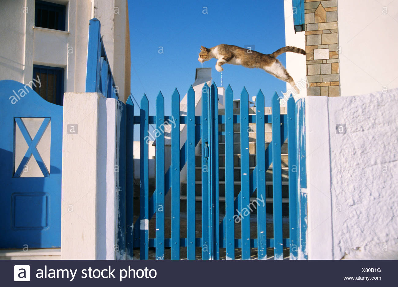 cat jumping over gate