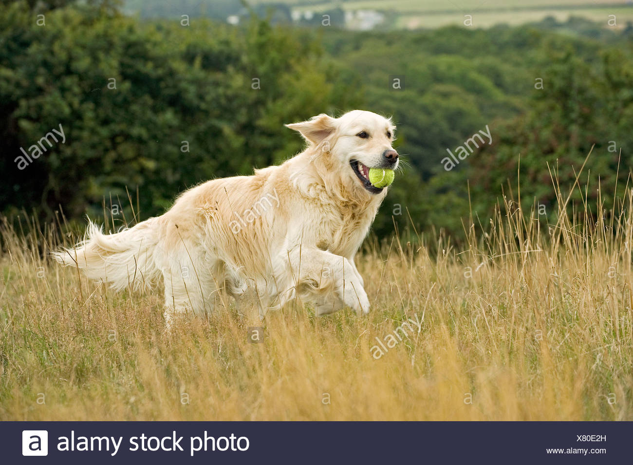 golden retriever balls