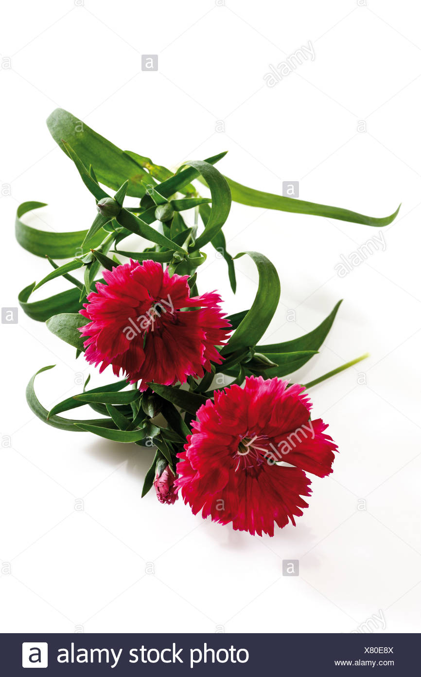 Carnation Leaves Stock Photos & Carnation Leaves Stock Images Alamy